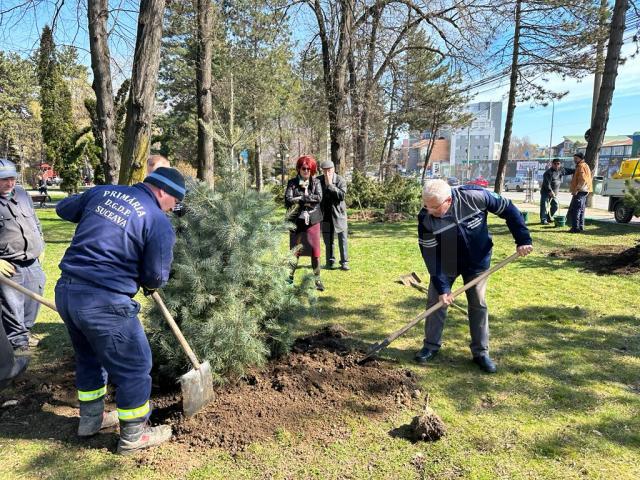Primarul Ion Lungu a dat startul campaniei de primăvară de plantări de arbori, cu platani și brazi argintii