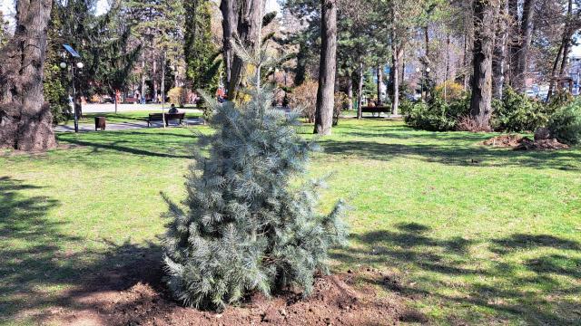 150 de arbori ornamentali (molid argintiu, brad alb, mesteacăn, platani, tei) vor fi plantați luna aceasta în municipiul Suceava