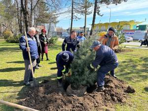 Conducerea Primăriei Suceava, implicată în acțiunea de plantare a 150 de arbori decorativi pe străzile municipiului