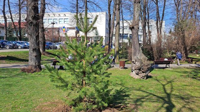 Conducerea Primăriei Suceava, implicată în acțiunea de plantare a 150 de arbori decorativi pe străzile municipiului
