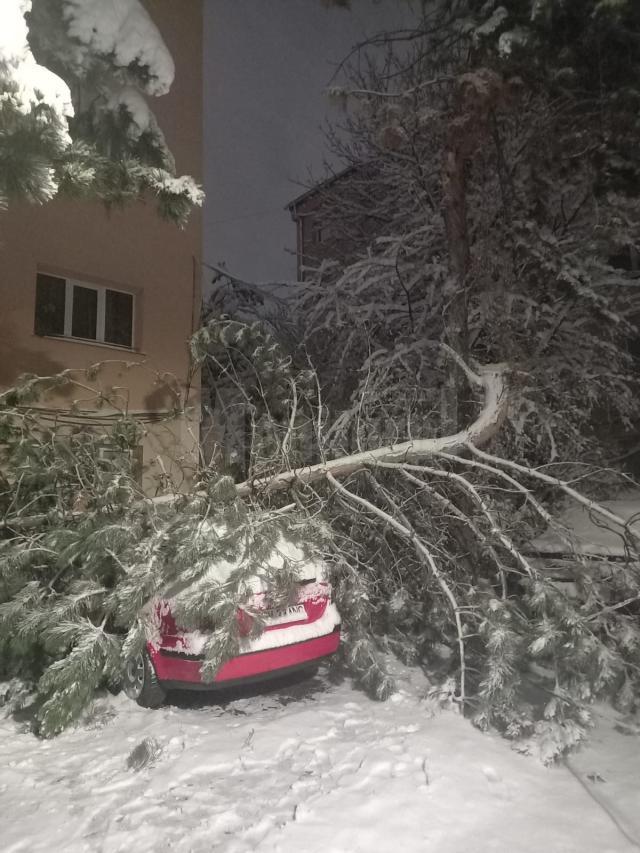 Pin încărcat cu zăpadă, căzut peste o mașină, pe strada Bujorilor din municipiul Suceava