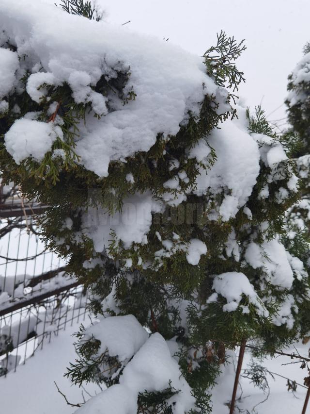 Un alpinist utilitar se oferă voluntar pentru toaletarea arborilor afectați de zăpadă
