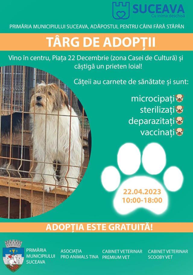 Târg de adopții pentru câinii fără stăpân, sâmbătă, în centrul municipiului Suceava