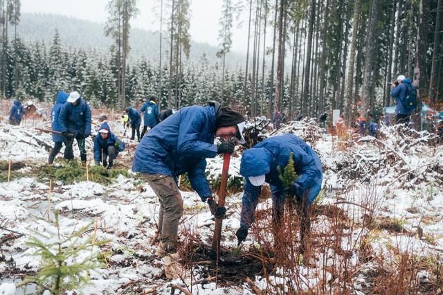 Maspex Romania, prin brandul Bucovina, a desfășurat cea de-a patra campanie de reîmpădurire