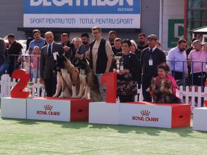 Sute de câini de rasă din cinci țări, la Bucovina Dog Show 2023
