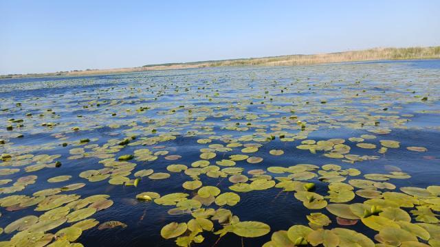 Nuferi în Delta Dunării