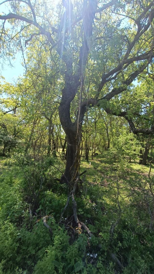 Liana care sufocă arborii în grindul Letea