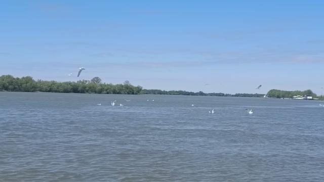 Pasări în Delta Dunării