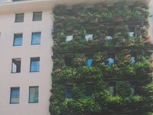 Fațade cu plante verzi pentru clădirile din centrul Sucevei, propuse în cadrul Comisiei de Estetică în Urbanism, recent întrunită