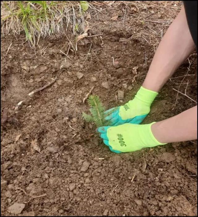 Elevi și profesori ai Colegiului de Industrie Alimentară au plantat puieți de molid și larice la Sadova