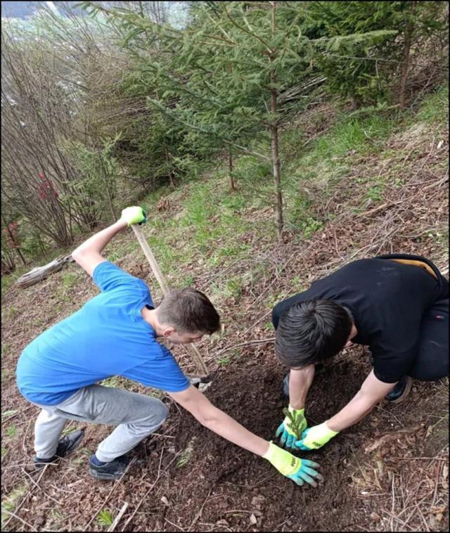 Elevi și profesori ai Colegiului de Industrie Alimentară au plantat puieți de molid și larice la Sadova