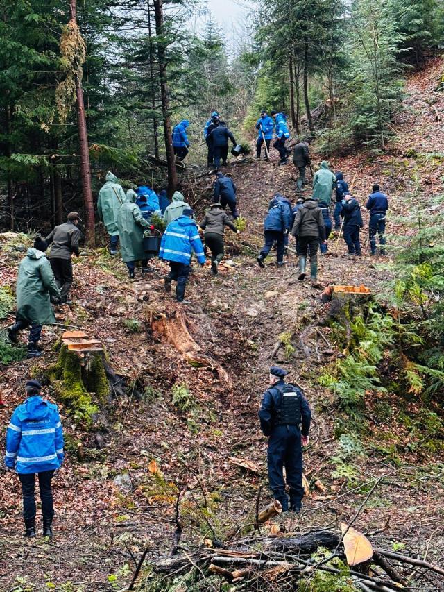 Peste 130.000 de arbori plantați la OS Marginea în campania de împăduriri de primăvară