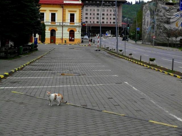 Fiară urbană, la vremea COVID-ului