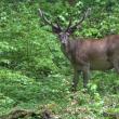 Un frumos exemplar de cerb ale cărui coarne sunt acum în creștere, fiind acoperite cu o blană catifelată, filmat în padurile Sucevei