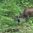 Un frumos exemplar de cerb ale cărui coarne sunt acum în creștere, fiind acoperite cu o blană catifelată, filmat în padurile Sucevei