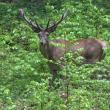 Un frumos exemplar de cerb ale cărui coarne sunt acum în creștere, fiind acoperite cu o blană catifelată, filmat în pădurile Sucevei