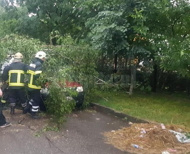 Un copac doborât de furtună a căzut pe trei mașini, în Suceava  Fotografie generica
