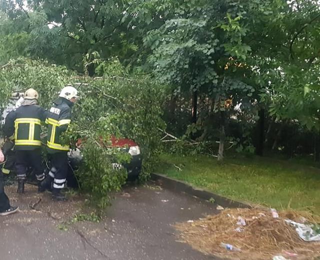 Un copac doborât de furtună a căzut pe trei mașini, în Suceava Fotografie generică