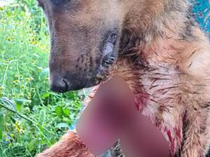 Câinele a fost împușcat într-o zonă de case din satul Măriței, comuna Dărmănești