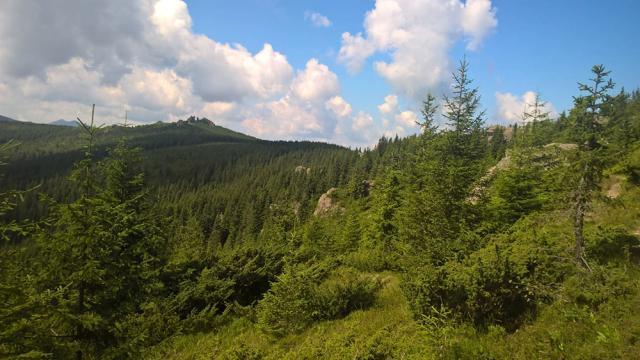 Cereri pentru aproape 10.000 de hectare de pădure, încă nesoluționate de comisiile de fond funciar din județ