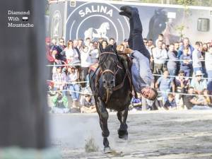 Miron Bococi și caii lui