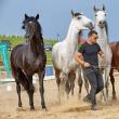 Miron Bococi și caii lui