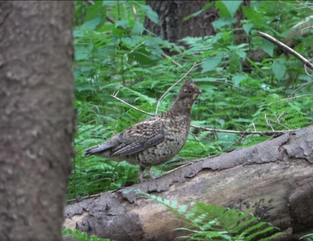 Găinușă de alun într-o pădure a Ocolului Silvic Putna