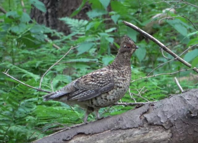 Găinușă de alun într-o pădure a Ocolului Silvic Putna