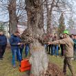 Evaluarea sanatatii arborilor cu ajutorul tomografului pentru copaci