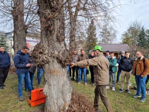 Evaluarea sanatatii arborilor cu ajutorul tomografului pentru copaci