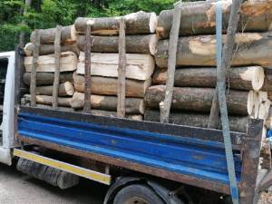 Agentul economic a reușit ca în 10 zile să efectueze 211 transporturi ilegale de material lemnos, ceea ce a atras confiscarea valorică a întregii cantități transportate