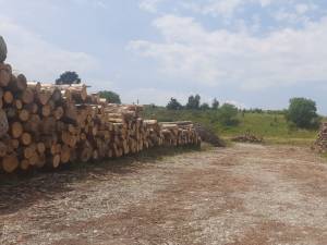 Peste 400 mc lemn confiscat după o acțiune care a vizat în special trei agenți economici din Mălini