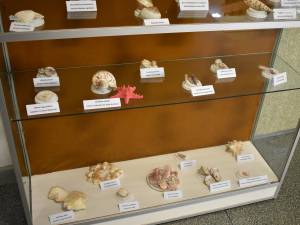 1.650 de piese, specii de melci și scoici de pe malurile mărilor lumii, expuse la Muzeul de Științele Naturii