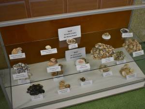 1.650 de piese, specii de melci și scoici de pe malurile mărilor lumii, expuse la Muzeul de Științele Naturii