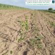 O suprafață de 3,41 ha de teren agricol slab productiv este deja împădurită cu specii forestiere de mare valoare economică