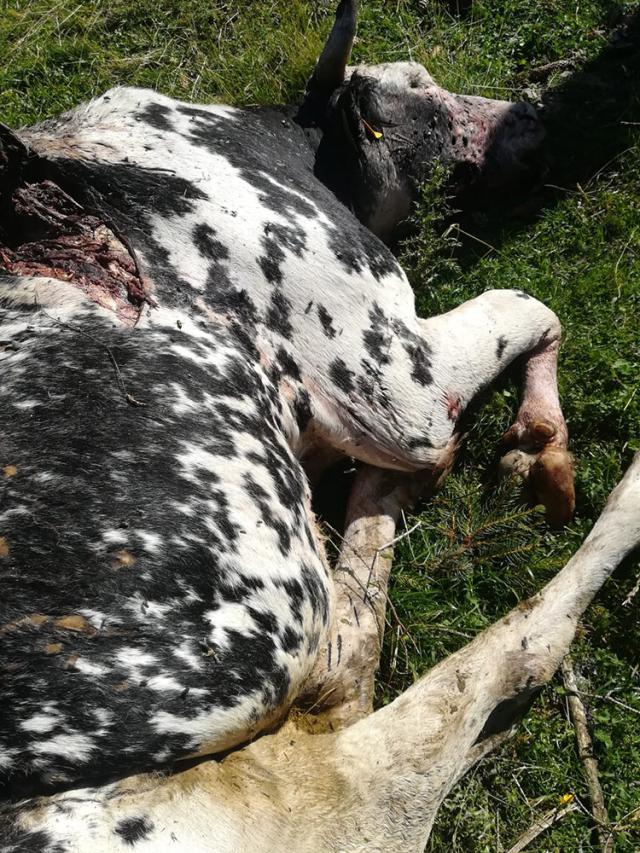 Vacile au fost atacate de urs pe timp de noapte