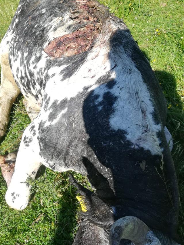 Vacile au fost atacate de urs pe timp de noapte
