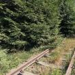 Pe calea ferată au crescut arbori de câțiva metri înălțime