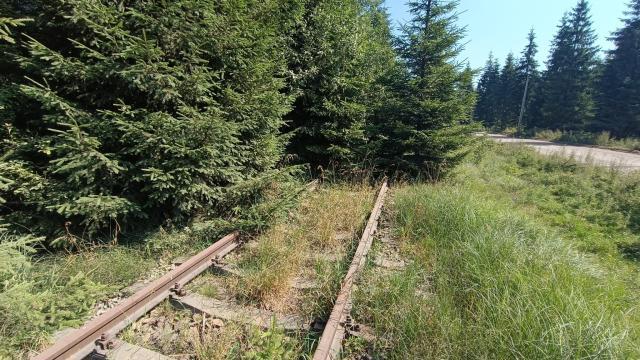 Pe calea ferată au crescut arbori de câțiva metri înălțime