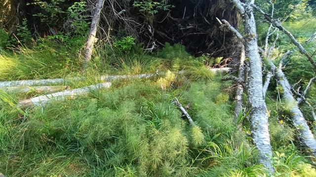 Imagini din rezervația Tinovul Mare