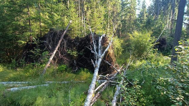 Arbori scoși din rădăcină