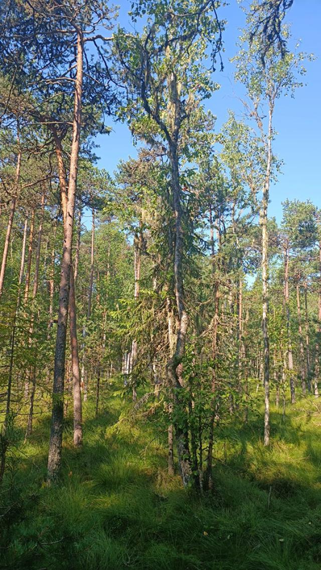 Arbori și vegetație în rezervație