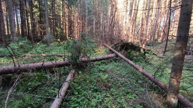 Arborii doborâți de vânt rămân în rezervație
