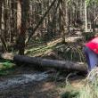 Mai multe trasee turistice, degajate de cei de la Salvamont Suceava după căderile de arbori