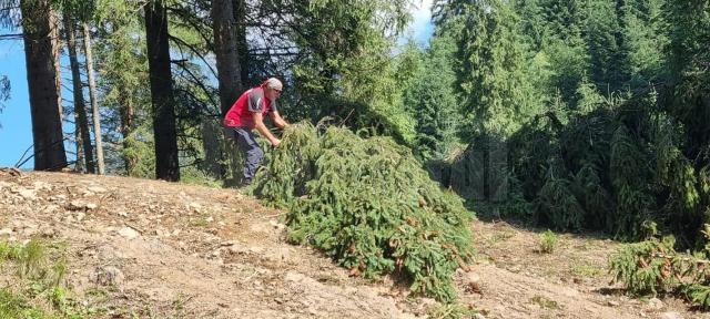 Mai multe trasee turistice, degajate de cei de la Salvamont Suceava după căderile de arbori