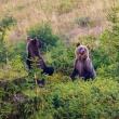 Trei urși care iau masa alături de o căprioară, surprinși de un fotograf sucevean