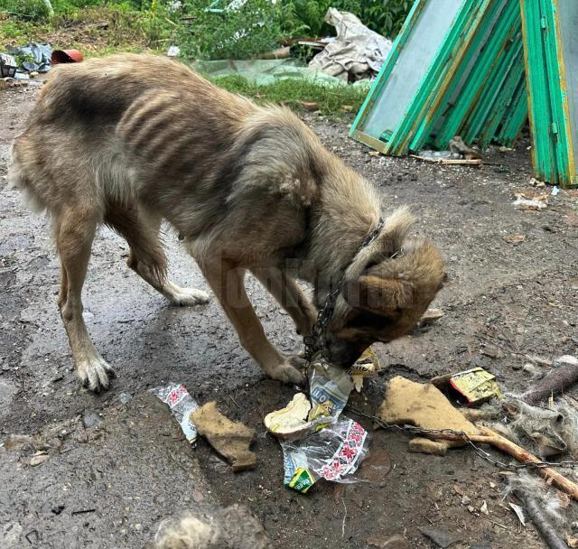 Alte suflete salvate de la o viață de chin sunt câinii și pisicile din curtea bătrânului