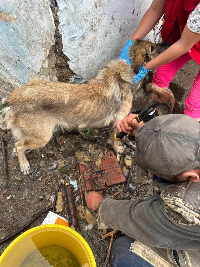 Bătrân găsit paralizat în casă, printre gunoaie, înconjurat de câini și pisici ajunse piele și os