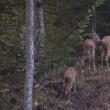 Capra cu doi iezi dintr-o pădure administrată de Ocolul Silvic Putna - foto-video Adi Luca