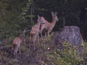 Capra cu doi iezi dintr-o pădure administrată de Ocolul Silvic Putna - foto-video Adi Luca